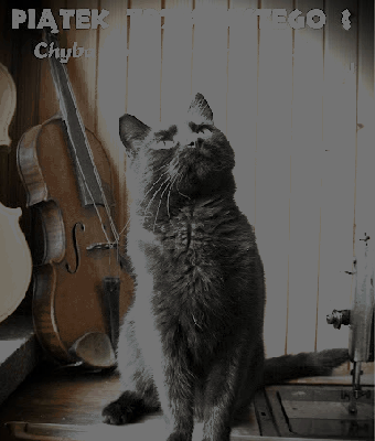 Czarny kot idzie straszyć ludzi w piątek 13-go